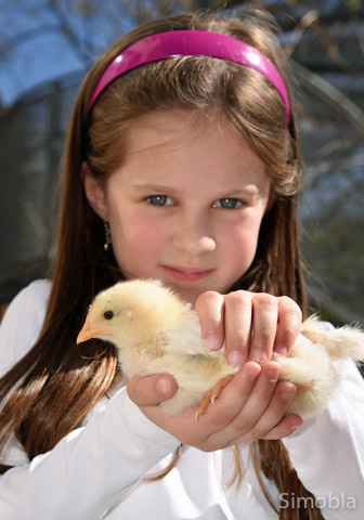 Luise (6 Jahre) hat keine Scheu, das lebhafte kleine Huhn zu halten.